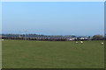 Farmland at Bogside