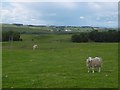 Pasture, Moyne Farm