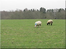 NS9675 : Sheep - just grazing in the rain! by M J Richardson