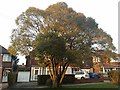 Tree on Wemborough Road, Belmont
