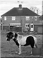 Forlorn pony on wasteland at Moorends (II)