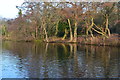 Southern end of Highams Park lake