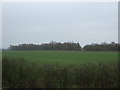 TL3673 : Farmland and woodland near Priors Field Farm by JThomas