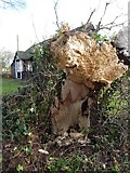 SO8742 : The rotten stump of a fallen ash tree by Philip Halling