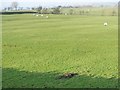 Sheep grazing near Buckles Farm