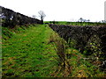 A grassy lane, Freughmore