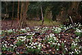 Snowdrops in the rain, off the Middleway