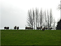 H5070 : Sheep, Lisboy by Kenneth  Allen