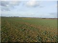 Crop Field on South Moor