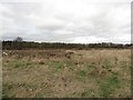 Rough grass field, Wallsend