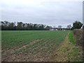 Crop field towards Burbage House Farm