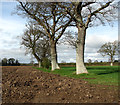 Trees growing on a field boundary