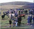 Balallan/Laxay Agricultural Show