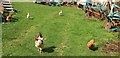 SX8854 : Hens, Higher Greenway by Derek Harper