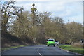 SP0345 : Trees with mistletoe on the A44 by J.Hannan-Briggs
