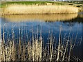 NZ1266 : Reeds at Close House pond by Andrew Curtis