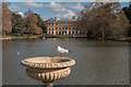 TQ1877 : Black Headed Gull, Kew Gardens by Christine Matthews