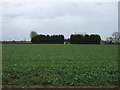 Crop field, Yennards Farm