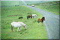 SX6374 : Dartmoor Ponies beside the B3357 by Jeff Buck