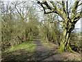 Track up east side of Conduit Wood