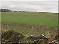 Young crop, Skelton Moor Farm