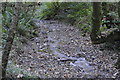 SX8245 : Slapton Wood Stream, Slapton Wood by N Chadwick