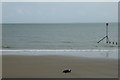 SZ5882 : Dog on the beach by DS Pugh