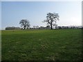 NY6521 : Trees on a field boundary in the Eden valley by Christine Johnstone