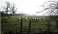 Sheep expecting to be fed, near Sockenber