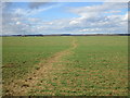 Bridleway to Wilsford Warren