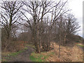 Path into Halton Moor Wood