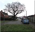 SO8013 : Dominant tree, Elmgrove Road East, Hardwicke by Jaggery