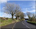 Trees at Fancy on the A379