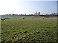 Sheep grazing at Littlebeck