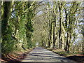 Avenue of beech trees