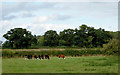 Grazing south-east of Congerstone, Leicestershire