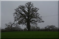 Stroud District : Grassy Field