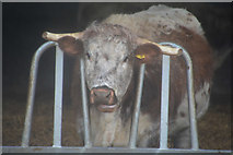 SO7102 : Stroud District : Hurst Farm Cattle by Lewis Clarke