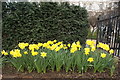 View of daffodils in the Inner Temple Gardens from Victoria Embankment