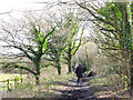 Footpath between Wakefields and Brockhurst, Boar