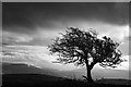 NY7407 : The Tree On The Hill by James Johnstone