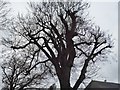 Tree on Links Avenue, Gidea Park