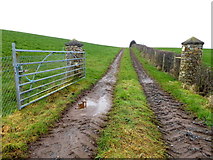 H4669 : Lane to an open field, Doogary by Kenneth  Allen