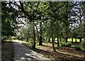 Woodland and path at Braunstone Park