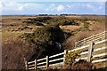 Scrubby moorland at Kinloid