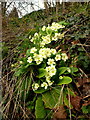 Wild primrose, Primula veris