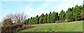 Row of Leyland cypresses at Barnhorn