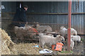 Witheridge : Sheep in a Barn