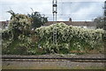 Vegetation by the line