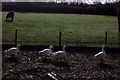 Geese alongside the Nickey Line path